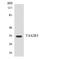 Taste 2 Receptor Member 5 antibody, LS-C200757, Lifespan Biosciences, Western Blot image 
