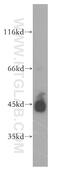 UDP-GlcNAc:BetaGal Beta-1,3-N-Acetylglucosaminyltransferase 3 antibody, 18098-1-AP, Proteintech Group, Western Blot image 