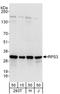 40S ribosomal protein S3 antibody, A303-840A, Bethyl Labs, Western Blot image 