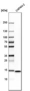 Interferon Induced Transmembrane Protein 1 antibody, HPA004810, Atlas Antibodies, Western Blot image 