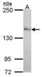 Nardilysin Convertase antibody, PA5-30213, Invitrogen Antibodies, Western Blot image 
