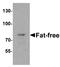 Protein fat-free homolog antibody, A08518, Boster Biological Technology, Western Blot image 