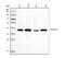 Nedd4 Family Interacting Protein 2 antibody, M08384, Boster Biological Technology, Western Blot image 