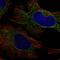 Pyruvate Dehydrogenase E1 Alpha 2 Subunit antibody, HPA047864, Atlas Antibodies, Immunofluorescence image 