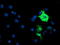 Anaphase Promoting Complex Subunit 2 antibody, TA503407, Origene, Immunofluorescence image 