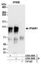 Interferon Alpha And Beta Receptor Subunit 1 antibody, A304-289A, Bethyl Labs, Immunoprecipitation image 