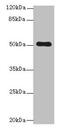 Sperm Tail PG-Rich Repeat Containing 2 antibody, CSB-PA847628LA01HU, Cusabio, Western Blot image 