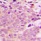Mitochondrial Ribosomal Protein L40 antibody, LS-C358809, Lifespan Biosciences, Immunohistochemistry frozen image 