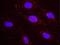Nuclear Receptor Coactivator 1 antibody, NB100-312, Novus Biologicals, Proximity Ligation Assay image 