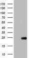 Optic atrophy 3 protein antibody, M06345, Boster Biological Technology, Western Blot image 