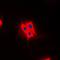 TBC1 Domain Family Member 4 antibody, orb214941, Biorbyt, Immunofluorescence image 