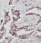 Syntaxin-12 antibody, FNab08446, FineTest, Immunohistochemistry frozen image 