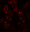 ADP Ribosylation Factor 6 antibody, 7699, ProSci Inc, Immunofluorescence image 