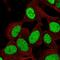 Zinc Finger Protein 554 antibody, HPA060247, Atlas Antibodies, Immunofluorescence image 