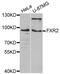 FMR1 Autosomal Homolog 2 antibody, LS-C333229, Lifespan Biosciences, Western Blot image 