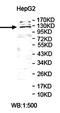 Ubiquitin Specific Peptidase 38 antibody, orb78312, Biorbyt, Western Blot image 