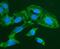 Forkhead Box I1 antibody, A07512-3, Boster Biological Technology, Immunofluorescence image 