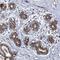 Leucine Rich Repeat Containing 3 antibody, HPA017975, Atlas Antibodies, Immunohistochemistry frozen image 