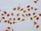 Histone H2B type 1-C/E/F/G/I antibody, orb517000, Biorbyt, Immunocytochemistry image 