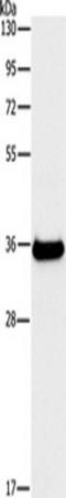 Fibrinogen Like 1 antibody, TA349318, Origene, Western Blot image 