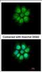 MEFV Innate Immuity Regulator, Pyrin antibody, NBP2-17262, Novus Biologicals, Immunofluorescence image 