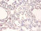 RAD23 Homolog A, Nucleotide Excision Repair Protein antibody, A53961-100, Epigentek, Immunohistochemistry paraffin image 