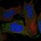 CALCRL antibody, NBP2-58137, Novus Biologicals, Immunofluorescence image 