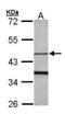 F-Box Protein 15 antibody, NBP1-32860, Novus Biologicals, Western Blot image 