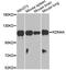 KDM4A antibody, A12551, ABclonal Technology, Western Blot image 