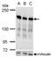 Ribosome Binding Protein 1 antibody, TA307916, Origene, Western Blot image 