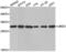 UBE2I antibody, abx001805, Abbexa, Western Blot image 