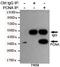 PCNA antibody, GTX49256, GeneTex, Immunoprecipitation image 