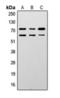 Lamin A/C antibody, orb393095, Biorbyt, Western Blot image 