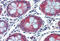 Erythrocyte Membrane Protein Band 4.1 Like 2 antibody, MBS247851, MyBioSource, Immunohistochemistry paraffin image 
