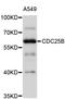 Cell Division Cycle 25B antibody, abx125640, Abbexa, Western Blot image 