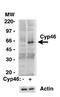 Cytochrome P450 Family 46 Subfamily A Member 1 antibody, NB400-140, Novus Biologicals, Western Blot image 