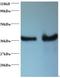 Synaptotagmin Binding Cytoplasmic RNA Interacting Protein antibody, orb239505, Biorbyt, Western Blot image 