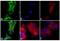 Mouse IgG antibody, A-10667, Invitrogen Antibodies, Immunofluorescence image 