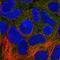 Vacuolar fusion protein MON1 homolog A antibody, HPA058032, Atlas Antibodies, Immunofluorescence image 