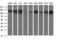 Rap Guanine Nucleotide Exchange Factor 1 antibody, LS-C797748, Lifespan Biosciences, Western Blot image 