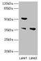 Impact RWD Domain Protein antibody, LS-C397988, Lifespan Biosciences, Western Blot image 