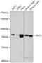 NDC1 Transmembrane Nucleoporin antibody, 18-074, ProSci, Western Blot image 