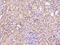 Protein NDRG4 antibody, 203943-T08, Sino Biological, Immunohistochemistry paraffin image 