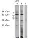 Ceramide Synthase 1 antibody, orb109379, Biorbyt, Western Blot image 