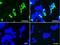Cancer/testis antigen 1 antibody, NBP1-47714, Novus Biologicals, Immunocytochemistry image 