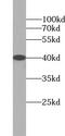 Zinc Binding Alcohol Dehydrogenase Domain Containing 2 antibody, FNab09580, FineTest, Western Blot image 