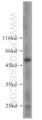 Dermokine antibody, 16252-1-AP, Proteintech Group, Western Blot image 