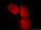 Innate Immunity Activator antibody, 21506-1-AP, Proteintech Group, Immunofluorescence image 