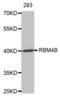 RBM4B antibody, abx003842, Abbexa, Western Blot image 