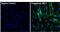 Proteasome Subunit Beta 6 antibody, PA1-978, Invitrogen Antibodies, Immunofluorescence image 